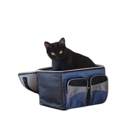 hat, animal, black, cat, sits, blue, gray, pet transparent PNG cut-out