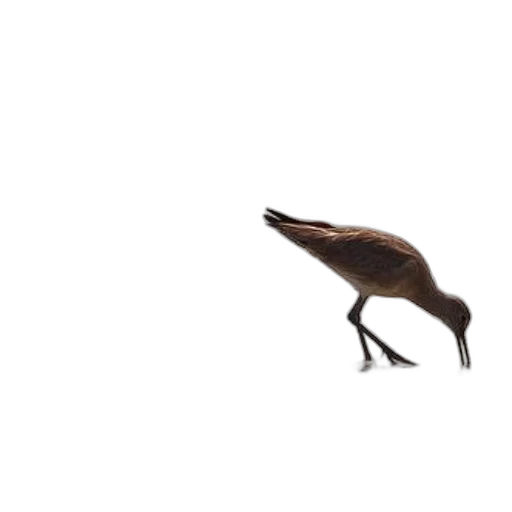 animal, creature, hair, dragon, concept art, 3d render, photorealistic, pixel art transparent PNG cut-out