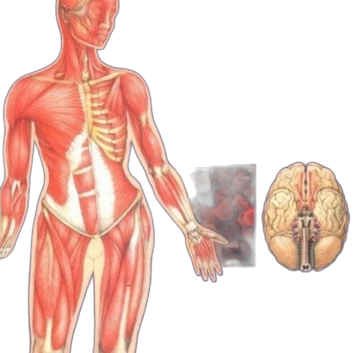 concept art, illustrated, guide, human, body, functions, featuring, anatomical transparent PNG cut-out