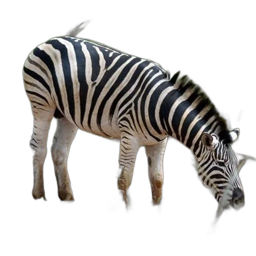 animal, creature, weapon, staff transparent PNG cut-out