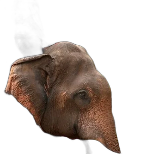mask, animal, face, creature, photorealistic, concept art, 3d render, fire transparent PNG cut-out