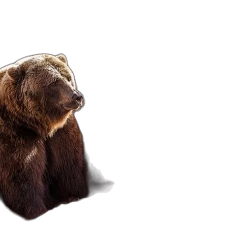animal, creature, photorealistic, 3d render, concept art, two, brown, bears transparent PNG cut-out