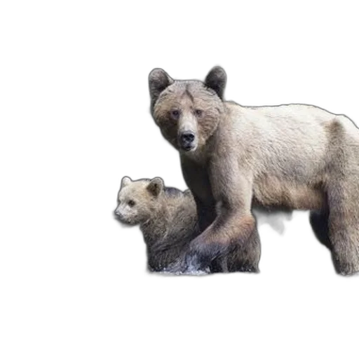 animal, concept art, photorealistic, 3d render, mother, bear, her, cub transparent PNG cut-out