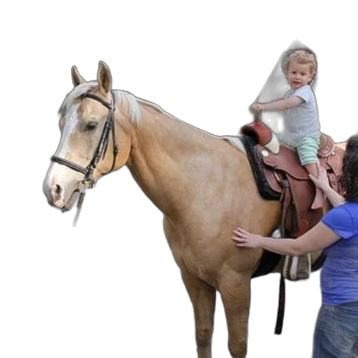 child, sits, saddle, atop, horse, while, adult, holds transparent PNG cut-out