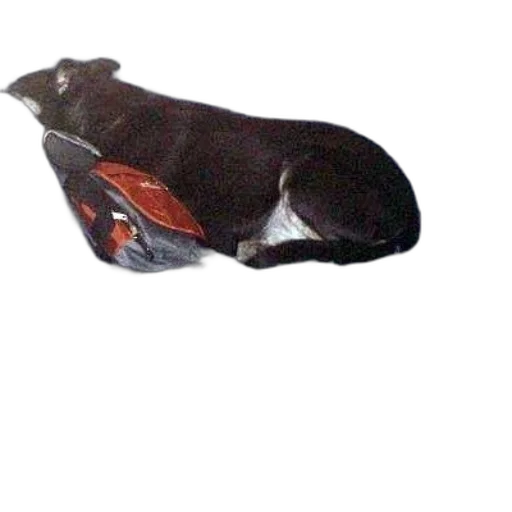 staff, animal, shoes, jewelry, photorealistic, 3d render, concept art, oil painting transparent PNG cut-out
