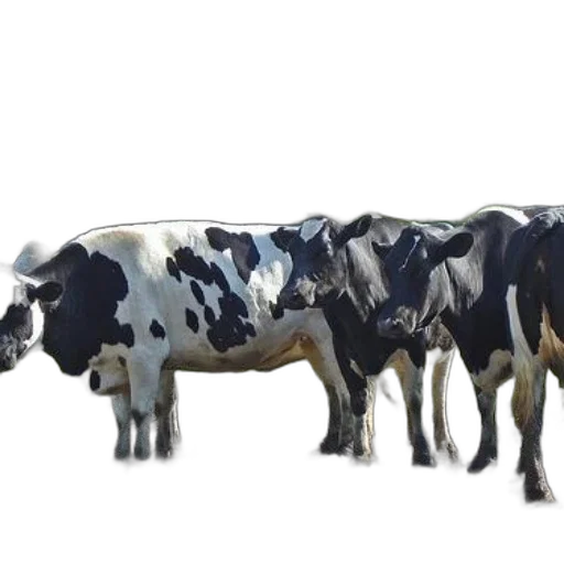 animal, food, weapon, jewelry, 3d render, concept art, photorealistic, watercolor transparent PNG cut-out