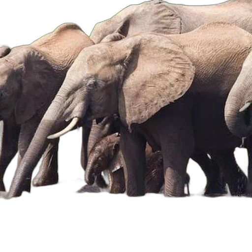 animal, concept art, photorealistic, earth tones, elephants, gathered, watering, hole transparent PNG cut-out
