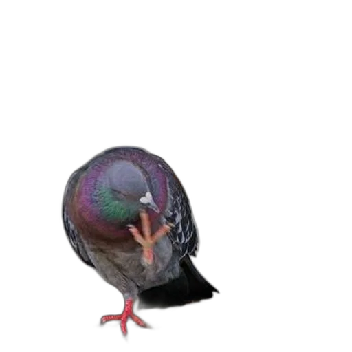 animal, hat, creature, staff, 3d render, photorealistic, concept art, pixel art transparent PNG cut-out