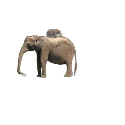 animal, creature, hat, staff, concept art, 3d render, photorealistic, pixel art transparent PNG cut-out