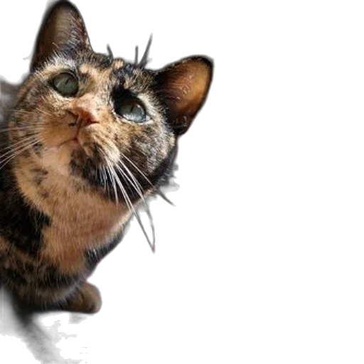 animal, creature, staff, face, photorealistic, 3d render, tortoiseshell, cat transparent PNG cut-out