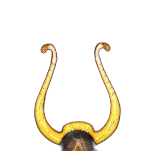 staff, crown, animal, mask, concept art, photorealistic, fantasy art, 3d render transparent PNG cut-out