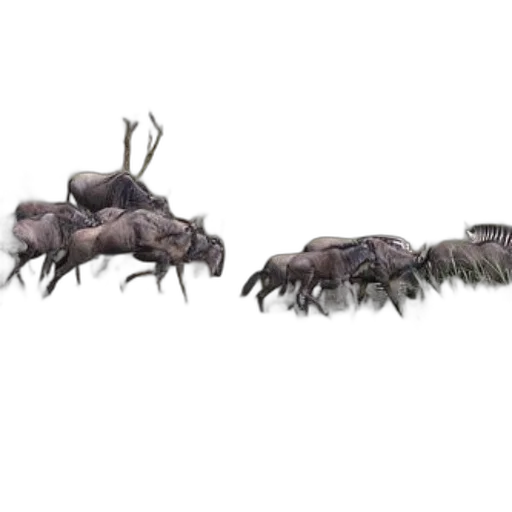 animal, creature, hair, crown, concept art, 3d render, photorealistic, fantasy art transparent PNG cut-out