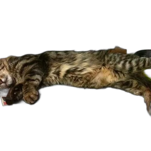 staff, animal, creature, weapon, photorealistic, 3d render, concept art, long-haired transparent PNG cut-out
