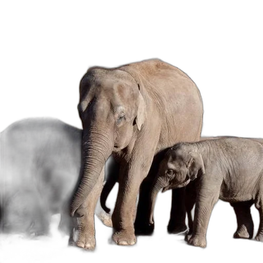 animal, concept art, 3d render, photorealistic, three, elephants, including, baby transparent PNG cut-out