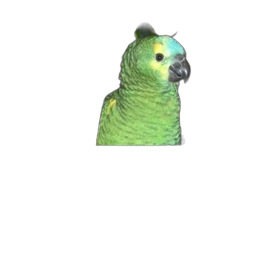 animal, creature, staff, face, 3d render, pixel art, vaporwave, photorealistic transparent PNG cut-out