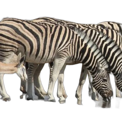 animal, creature, concept art, 3d render, photorealistic, monochrome, zebras, antelope transparent PNG cut-out