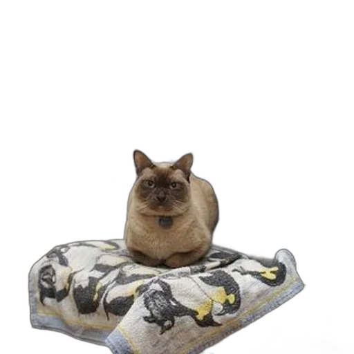 animal, furniture, creature, shoes, 3d render, siamese, cat, sits transparent PNG cut-out
