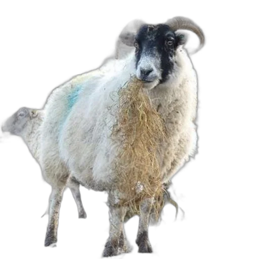 animal, creature, dress, face, photorealistic, 3d render, concept art, sheep transparent PNG cut-out