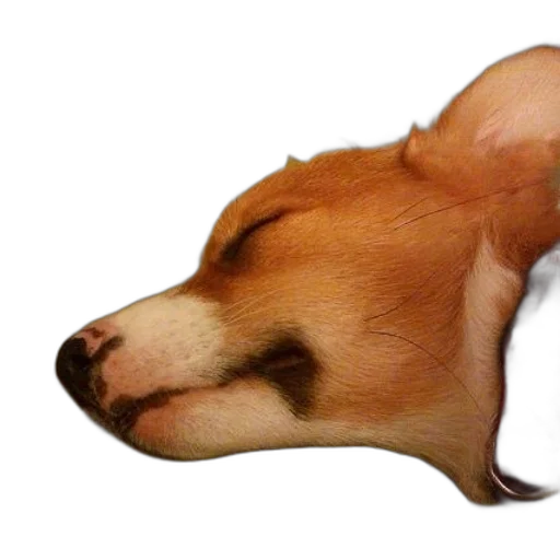 animal, hat, staff, face transparent PNG cut-out
