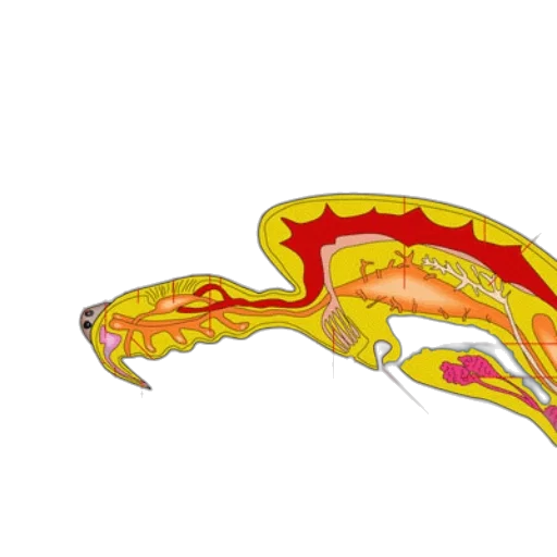 dragon, anatomical, diagram, spider, labeled, internal, organs, such transparent PNG cut-out