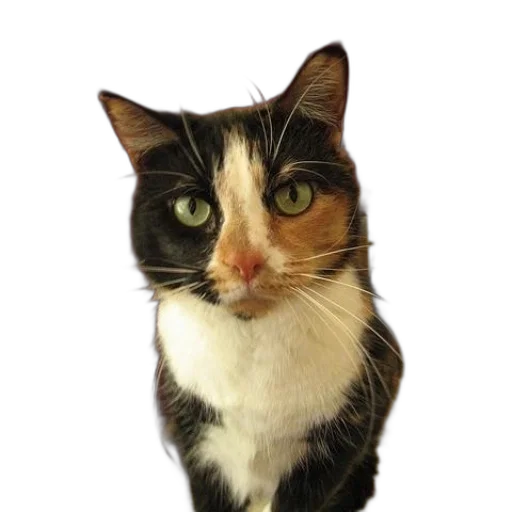 animal, staff, face, jewelry transparent PNG cut-out