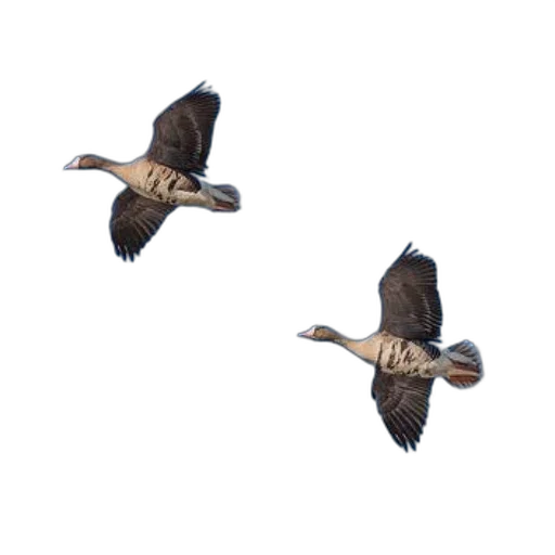 animal, two, birds, flying, against, clear, blue, sky transparent PNG cut-out