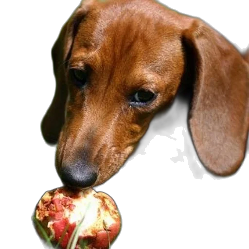 food, animal, staff, face, photorealistic, oil painting, dachshund, long transparent PNG cut-out
