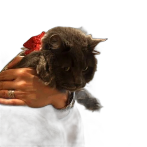 animal, staff, hat, crown transparent PNG cut-out