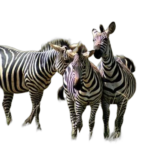 animal, creature, jewelry, photorealistic, 3d render, concept art, three, zebras transparent PNG cut-out