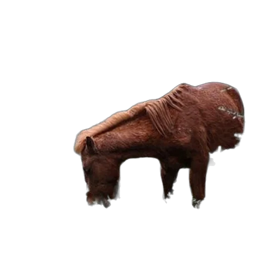 animal, creature, furniture, mask, 3d render, photorealistic, concept art, brown transparent PNG cut-out