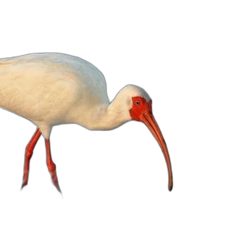 animal, creature, hair, shoes, photorealistic, 3d render, concept art, watercolor transparent PNG cut-out
