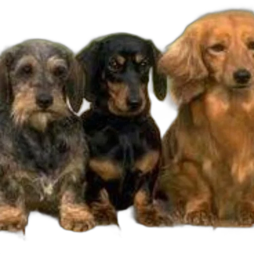 animal, staff, crown, photorealistic, oil painting, three, adorable, dachshunds transparent PNG cut-out