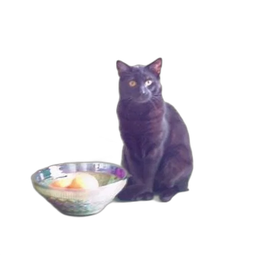 food, animal, creature, staff, photorealistic, black, cat, sits transparent PNG cut-out