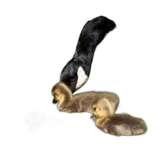 animal, staff, mother, goose, her, goslings, forage, pond transparent PNG cut-out