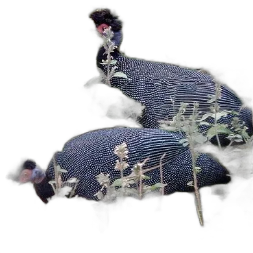 dragon, hat, animal, jacket, 3d render, photorealistic, concept art, fantasy art transparent PNG cut-out