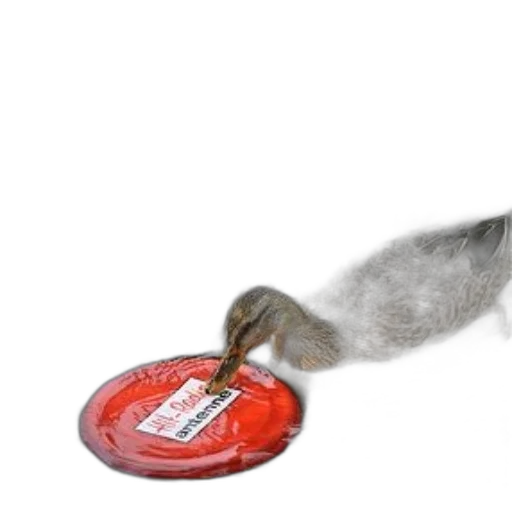 food, animal, hair, creature, photorealistic, 3d render, duck, swimming transparent PNG cut-out
