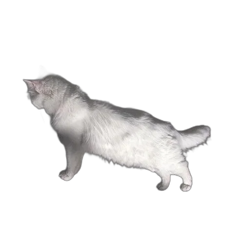 animal, creature, dragon, food transparent PNG cut-out