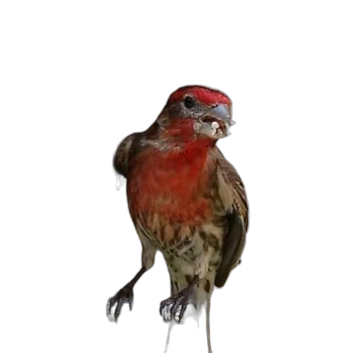 animal, staff, creature, face, photorealistic, 3d render, concept art, oil painting transparent PNG cut-out