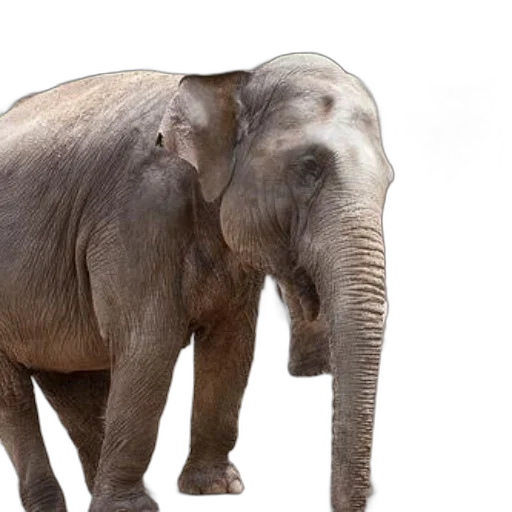 animal, creature, photorealistic, 3d render, two, elephants, stand, stone transparent PNG cut-out