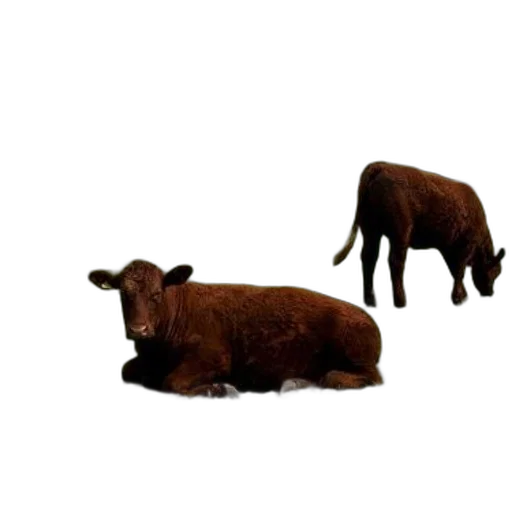 animal, creature, food, furniture, 3d render, concept art, photorealistic, pixel art transparent PNG cut-out