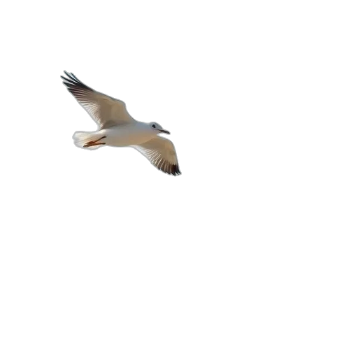 animal, creature, staff, shoes, 3d render, photorealistic, seagull, flies transparent PNG cut-out
