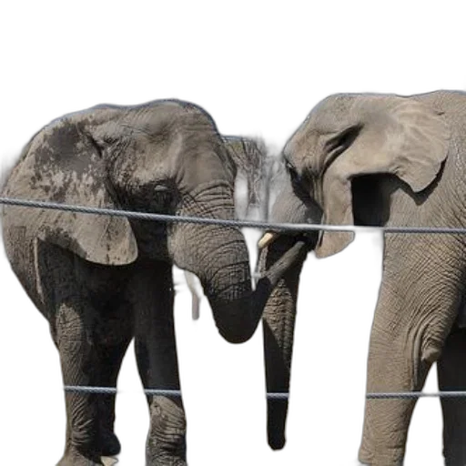 animal, two, elephants, interact, each, other, enclosed, area transparent PNG cut-out