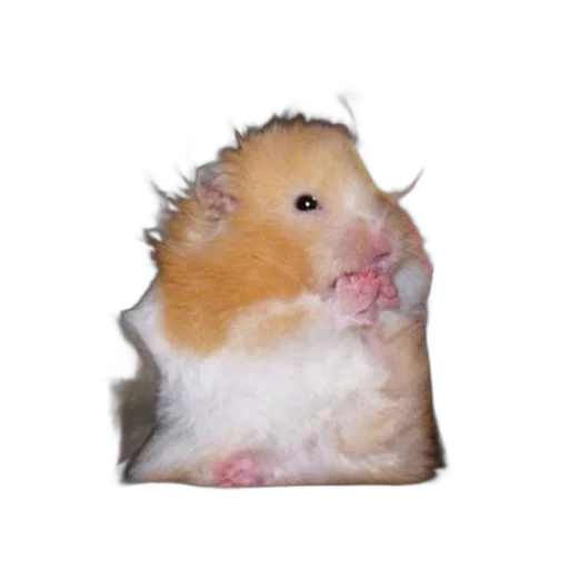 animal, creature, food, face, photorealistic, fluffy, hamster, sits transparent PNG cut-out