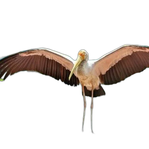 animal, staff, creature, dragon, concept art, photorealistic, 3d render, bird transparent PNG cut-out