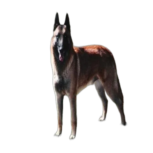 animal, creature, staff, face, photorealistic, 3d render, concept art, oil painting transparent PNG cut-out