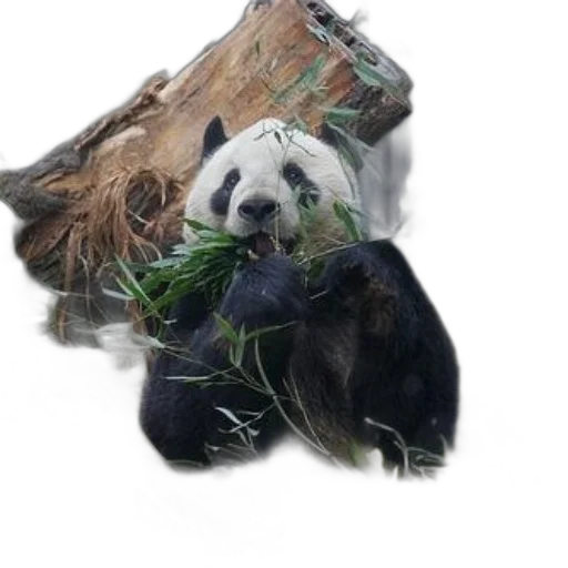 animal, creature, staff, photorealistic, 3d render, concept art, giant, panda transparent PNG cut-out