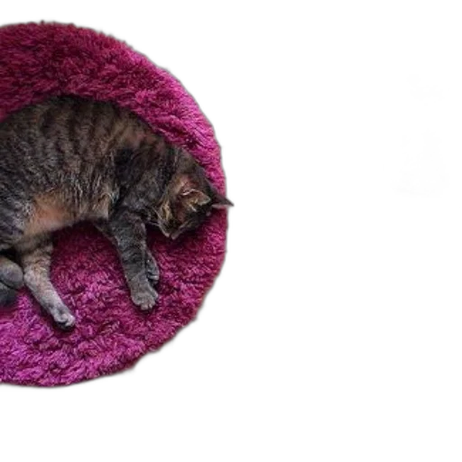 animal, creature, hat, staff, cat, lounges, pink, rug transparent PNG cut-out
