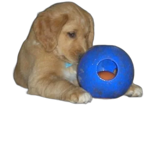 weapon, animal, staff, food, photorealistic, 3d render, golden, retriever transparent PNG cut-out