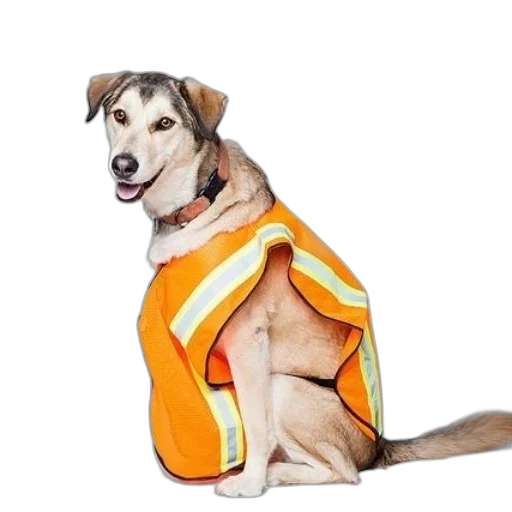 jacket, animal, dress, creature, dog, wearing, orange, safety transparent PNG cut-out