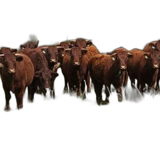 animal, herd, brown, cows, stands, lush, green, field transparent PNG cut-out